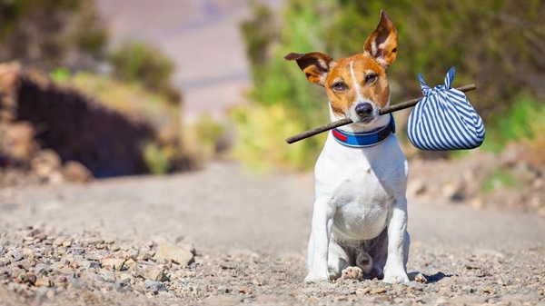 Found a Lost Dog? Search their owner here!