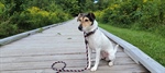 New Date-Bark in the Park Dog License Festival
