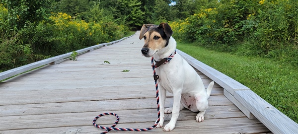 New Date-Bark in the Park Dog License Festival