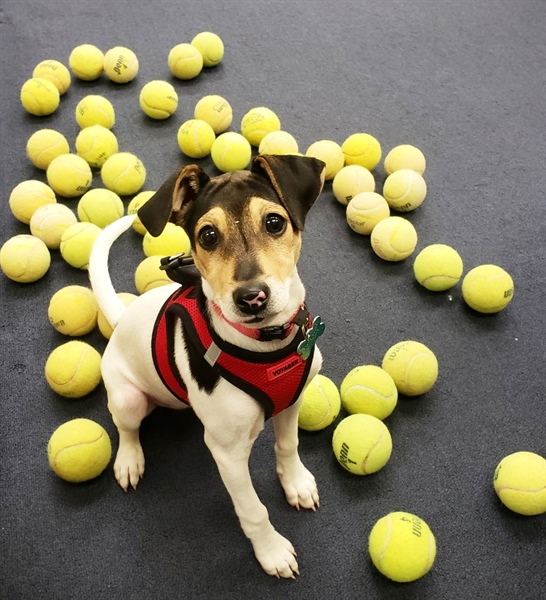 Top Dog Contest- Is your Dog the Best?